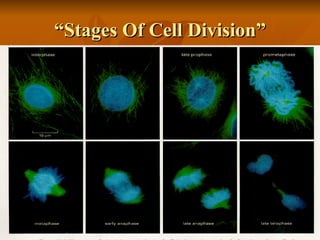 “Stages Of Cell Division” 