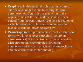 Prophase:  In this stage, the chromatin begins to shorten and condense due to coiling, to form chromosomes. Centrioles start moving to the opposite ends of the cell and the spindle fibers extend from the centromeres (condensed region of each chromosome). The nuclear membrane and nucleolus can no longer be seen now. Prometaphase:  In prometaphase, each chromosome forms two kinetochores (protein structure on chromosomes) at the centromere, one attached at each chromatid. Microtubules (structural components of the cell) attach at the kinetochores and the chromosomes start moving.  