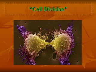 “ Cell Division” 