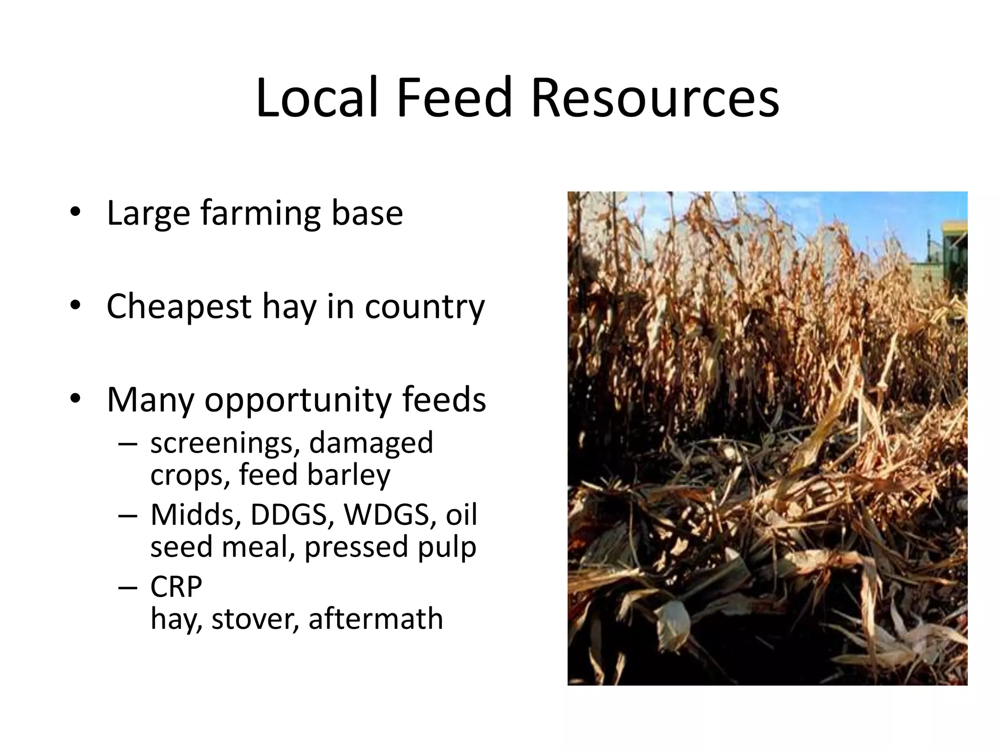 Local Feed ResourcesLarge farming base Cheapest hay in countryMany opportunity feedsscreenings, damaged crops, feed barleyMidds, DDGS, WDGS, oil seed meal, pressed pulpCRP hay, stover, aftermath