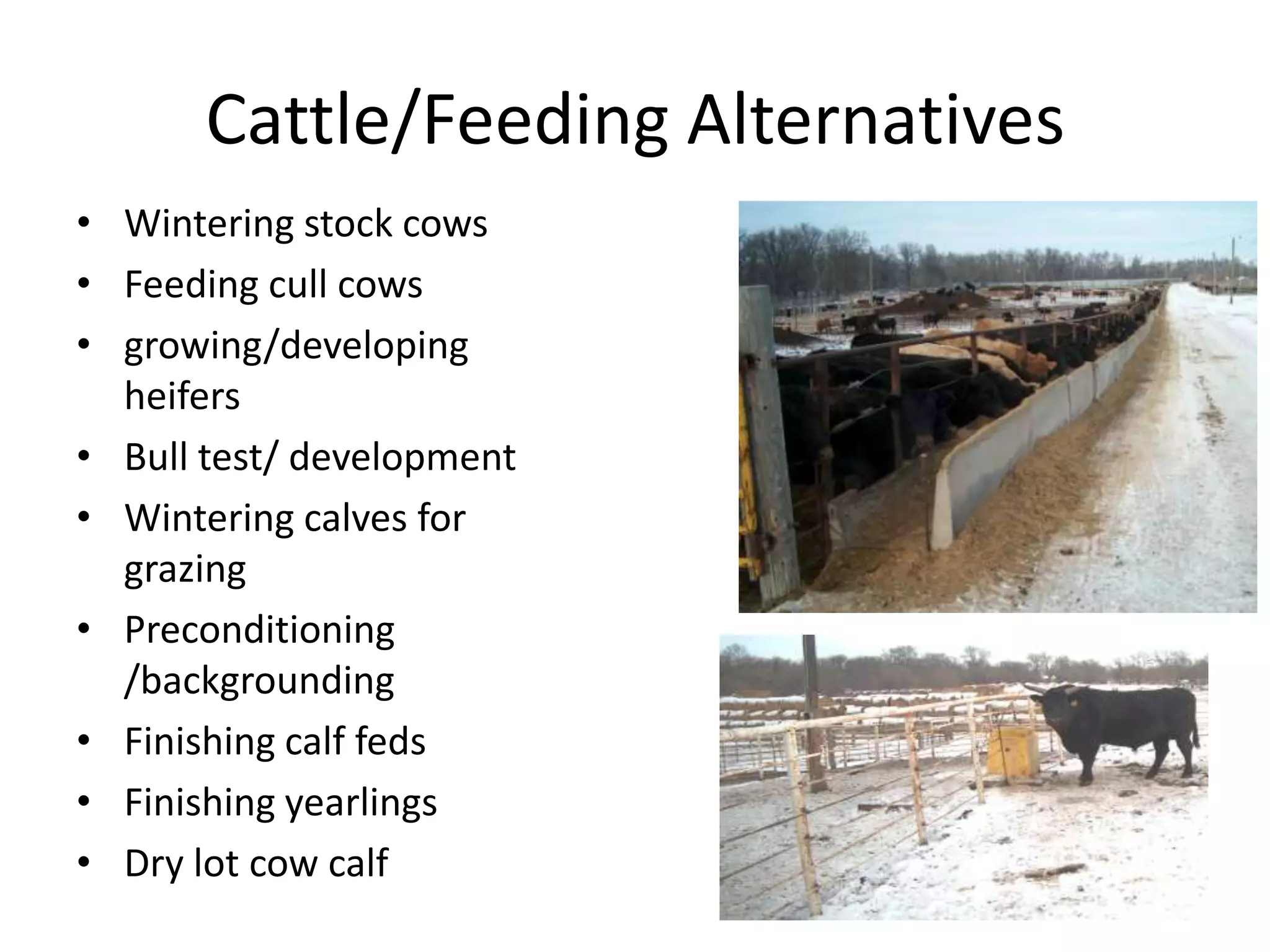 Cattle/Feeding AlternativesWintering stock cowsFeeding cull cowsgrowing/developing heifersBull test/ developmentWintering calves for grazingPreconditioning /backgroundingFinishing calf fedsFinishing yearlingsDry lot cow calf