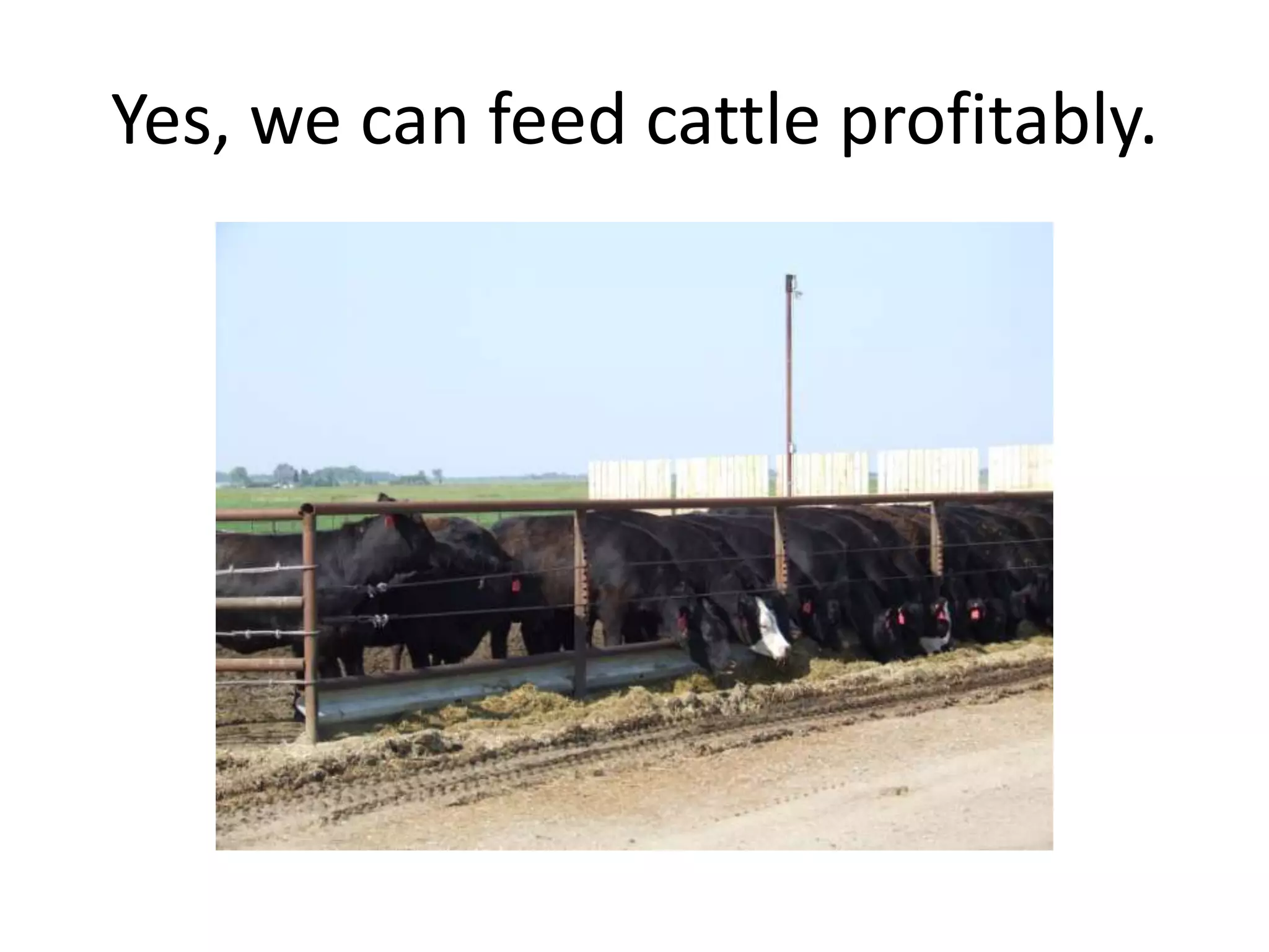 Yes, we can feed cattle profitably.