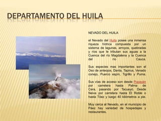DEPARTAMENTO DEL HUILA
NEVADO DEL HUILA
el Nevado del Huila posee una inmensa
riqueza hídrica compuesta por un
sistema de lagunas, arroyos, quebradas
y ríos que le tributan sus aguas a la
Cuenca del río Magdalena y la Cuenca
del río Cauca.
Sus especies mas importantes son el
Oso de anteojos, Danta, Tapirus, Venado
conejo, Puerco espín, Tigrillo y Puma.
Sus vías de acceso son desde Popayán
por carretera hasta Palma de
Cera, pasando por Tacueyó. Desde
Neiva por carretera hasta El Roble o
hasta Tóez y luego 40 kilómetros a pie.
Muy cerca al Nevado, en el municipio de
Páez hay variedad de hospedajes y
restaurantes.
 