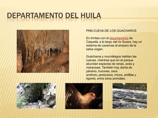DEPARTAMENTO DEL HUILA
PNN CUEVA DE LOS GUACHAROS
En límites con el departamento de
Caquetá, a lo largo del río Suaza, hay un
sistema de cavernas al amparo de la
selva virgen.
Guácharos y murciélagos habitan las
cuevas, mientras que en el parque
abundan especies de ranas, aves y
mariposas. También hay danta de
páramo, hurones, osos
andinos, perezosos, micos, ardillas y
tigre4s, entre otros animales.
 