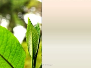 John Fredy Berrío Lopera
 