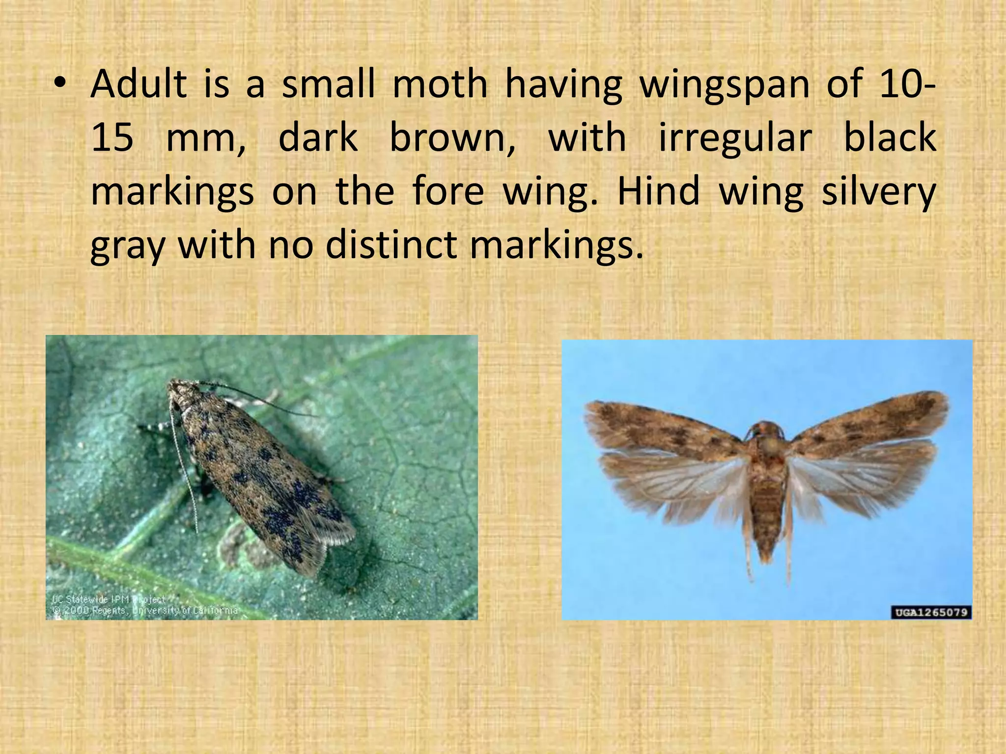 pests of lepidopteran | PPTX