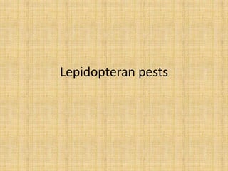 Lepidopteran pests
 