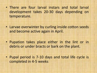 • There are four larval instars and total larval
development takes 20-30 days depending on
temperature.
• Larvae overwinter by curling inside cotton seeds
and become active again in April.
• Pupation takes place either in the lint or in
debris or under bracts or bark on the plant.
• Pupal period is 7-10 days and total life cycle is
completed in 4-5 weeks
 