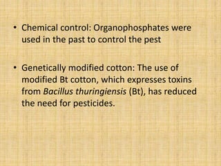 • Chemical control: Organophosphates were
used in the past to control the pest
• Genetically modified cotton: The use of
modified Bt cotton, which expresses toxins
from Bacillus thuringiensis (Bt), has reduced
the need for pesticides.
 