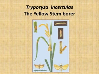 Tryporyza incertulas
The Yellow Stem borer
 