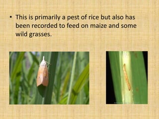 • This is primarily a pest of rice but also has
been recorded to feed on maize and some
wild grasses.
 