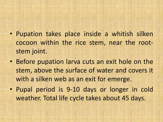 • Pupation takes place inside a whitish silken
cocoon within the rice stem, near the root-
stem joint.
• Before pupation larva cuts an exit hole on the
stem, above the surface of water and covers it
with a silken web as an exit for emerge.
• Pupal period is 9-10 days or longer in cold
weather. Total life cycle takes about 45 days.
 