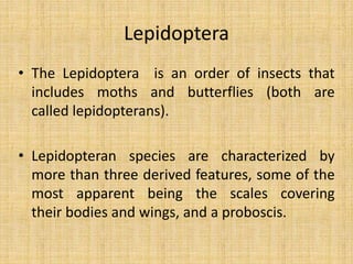 Lepidoptera
• The Lepidoptera is an order of insects that
includes moths and butterflies (both are
called lepidopterans).
• Lepidopteran species are characterized by
more than three derived features, some of the
most apparent being the scales covering
their bodies and wings, and a proboscis.
 