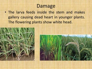 Damage
• The larva feeds inside the stem and makes
gallery causing dead heart in younger plants.
The flowering plants show white head.
 