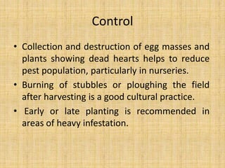 Control
• Collection and destruction of egg masses and
plants showing dead hearts helps to reduce
pest population, particularly in nurseries.
• Burning of stubbles or ploughing the field
after harvesting is a good cultural practice.
• Early or late planting is recommended in
areas of heavy infestation.
 