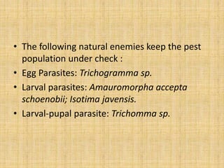 • The following natural enemies keep the pest
population under check :
• Egg Parasites: Trichogramma sp.
• Larval parasites: Amauromorpha accepta
schoenobii; Isotima javensis.
• Larval-pupal parasite: Trichomma sp.
 