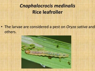Cnaphalocrocis medinalis
Rice leafroller
• The larvae are considered a pest on Oryza sativa and
others.
 