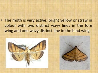 • The moth is very active, bright yellow or straw in
colour with two distinct wavy lines in the fore
wing and one wavy distinct line in the hind wing.
 