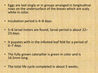 • Eggs are laid singly or in groups arranged in longitudinal
rows on the undersurface of the leaves which are scaly
white in color.
• Incubation period is 4–8 days.
• 5–6 larval instars are found, larval period is about 22–
23 days.
• It pupates with in the infested leaf fold for a period of
6–7 days.
• The fully grown caterpillar is green in color and is
16.5mm long.
• The total life cycle completed in about 5 weeks.
 