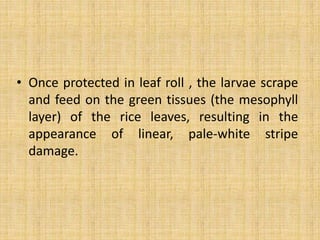 • Once protected in leaf roll , the larvae scrape
and feed on the green tissues (the mesophyll
layer) of the rice leaves, resulting in the
appearance of linear, pale-white stripe
damage.
 