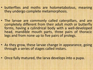 • butterflies and moths are holometabolous, meaning
they undergo complete metamorphosis.
• The larvae are commonly called caterpillars, and are
completely different from their adult moth or butterfly
forms, having a cylindrical body with a well-developed
head, mandible mouth parts, three pairs of thoracic
legs and from none up to five pairs of prolegs.
• As they grow, these larvae change in appearance, going
through a series of stages called instars.
• Once fully matured, the larva develops into a pupa.
 