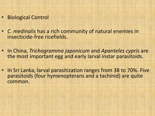 • Biological Control
• C. medinalis has a rich community of natural enemies in
insecticide-free ricefields.
• In China, Trichogramma japonicum and Apanteles cypris are
the most important egg and early larval instar parasitoids.
• In Sri Lanka, larval parasitization ranges from 38 to 70%. Five
parasitoids (four hymenopterans and a tachinid) are quite
common.
 