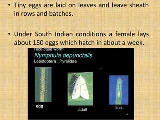 • Tiny eggs are laid on leaves and leave sheath
in rows and batches.
• Under South Indian conditions a female lays
about 150 eggs which hatch in about a week.
 