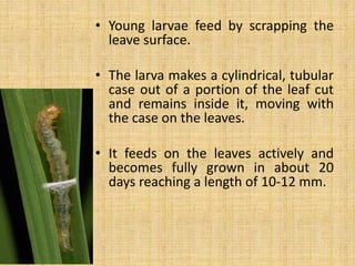 • Young larvae feed by scrapping the
leave surface.
• The larva makes a cylindrical, tubular
case out of a portion of the leaf cut
and remains inside it, moving with
the case on the leaves.
• It feeds on the leaves actively and
becomes fully grown in about 20
days reaching a length of 10-12 mm.
 