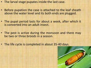 • The larval stage pupates inside the last case.
• Before pupation the case is attached to the leaf sheath
above the water level and its both ends are plugged.
• The pupal period lasts for about a week, after which it
is converted into an adult insect.
• The pest is active during the monsoon and there may
be two or three broods in a season.
• The life cycle is completed in about 35-40 days.
 