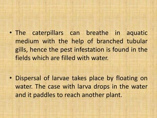 • The caterpillars can breathe in aquatic
medium with the help of branched tubular
gills, hence the pest infestation is found in the
fields which are filled with water.
• Dispersal of larvae takes place by floating on
water. The case with larva drops in the water
and it paddles to reach another plant.
 