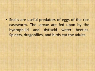 • Snails are useful predators of eggs of the rice
caseworm. The larvae are fed upon by the
hydrophilid and dytiscid water beetles.
Spiders, dragonflies, and birds eat the adults.
 