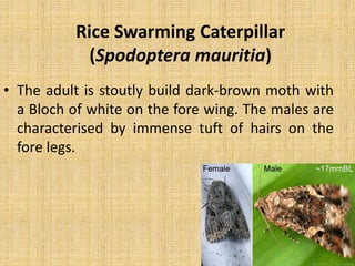 Rice Swarming Caterpillar
(Spodoptera mauritia)
• The adult is stoutly build dark-brown moth with
a Bloch of white on the fore wing. The males are
characterised by immense tuft of hairs on the
fore legs.
 