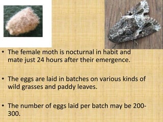 • The female moth is nocturnal in habit and
mate just 24 hours after their emergence.
• The eggs are laid in batches on various kinds of
wild grasses and paddy leaves.
• The number of eggs laid per batch may be 200-
300.
 