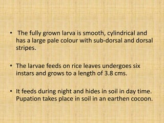 • The fully grown larva is smooth, cylindrical and
has a large pale colour with sub-dorsal and dorsal
stripes.
• The larvae feeds on rice leaves undergoes six
instars and grows to a length of 3.8 cms.
• It feeds during night and hides in soil in day time.
Pupation takes place in soil in an earthen cocoon.
 