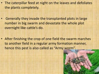 • The caterpillar feed at night on the leaves and defoliates
the plants completely.
• Generally they invade the transplanted plots in large
number in big swarm and devastate the whole plot
overnight like cattle’s do.
• After finishing the crop of one field the swarm marches
to another field in a regular army formation manner,
hence this pest is also called as “Army worm”.
 