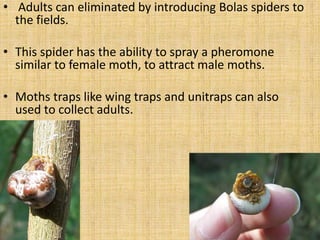 • Adults can eliminated by introducing Bolas spiders to
the fields.
• This spider has the ability to spray a pheromone
similar to female moth, to attract male moths.
• Moths traps like wing traps and unitraps can also
used to collect adults.
 
