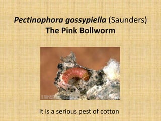 Pectinophora gossypiella (Saunders)
The Pink Bollworm
It is a serious pest of cotton
 