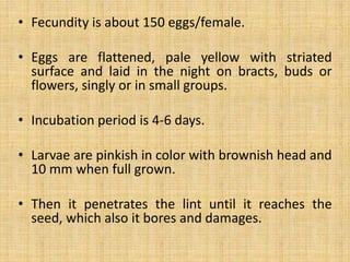 • Fecundity is about 150 eggs/female.
• Eggs are flattened, pale yellow with striated
surface and laid in the night on bracts, buds or
flowers, singly or in small groups.
• Incubation period is 4-6 days.
• Larvae are pinkish in color with brownish head and
10 mm when full grown.
• Then it penetrates the lint until it reaches the
seed, which also it bores and damages.
 