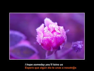 I hope someday you’ll loins us   Espero que algún día te unas a nosotr@s 