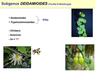 Study of the genetic diversity of the genus PassifloraL. and its distribution in Colombia