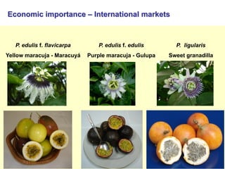 Study of the genetic diversity of the genus PassifloraL. and its distribution in Colombia