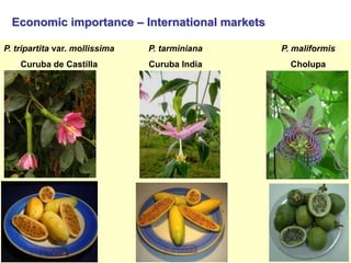 Study of the genetic diversity of the genus PassifloraL. and its distribution in Colombia