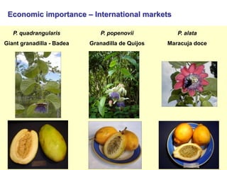Study of the genetic diversity of the genus PassifloraL. and its distribution in Colombia