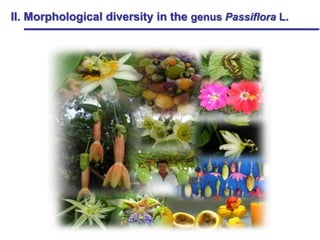 Study of the genetic diversity of the genus PassifloraL. and its distribution in Colombia