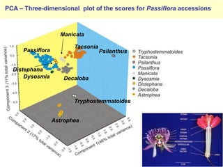 Study of the genetic diversity of the genus PassifloraL. and its distribution in Colombia