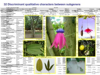 Study of the genetic diversity of the genus PassifloraL. and its distribution in Colombia