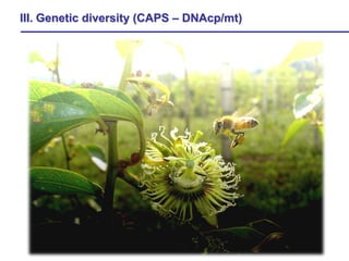 Study of the genetic diversity of the genus PassifloraL. and its distribution in Colombia