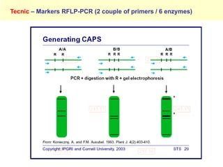 Study of the genetic diversity of the genus PassifloraL. and its distribution in Colombia