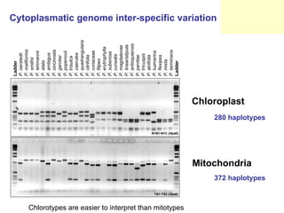 Study of the genetic diversity of the genus PassifloraL. and its distribution in Colombia