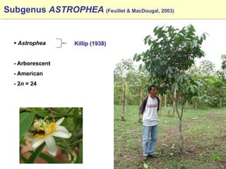 Study of the genetic diversity of the genus PassifloraL. and its distribution in Colombia